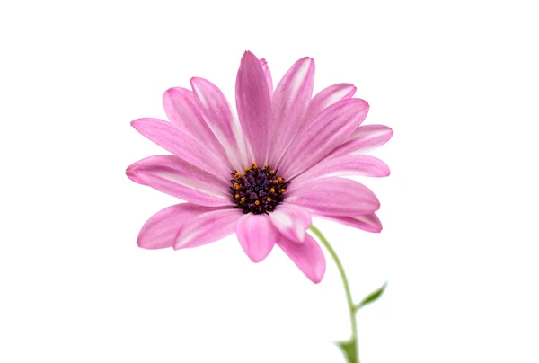 Osteospermum 데이지 — 스톡 사진