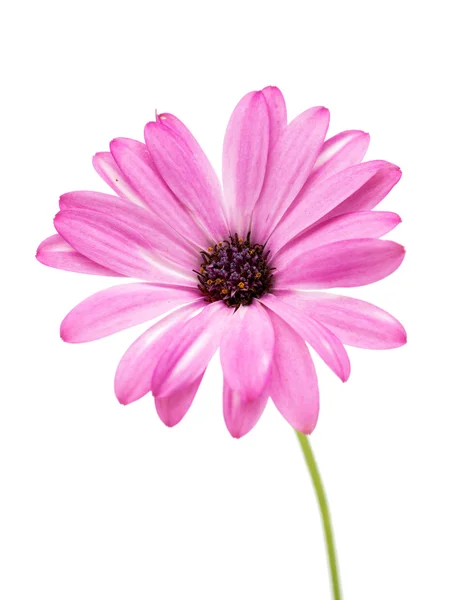 Osteospermum Daisy – stockfoto