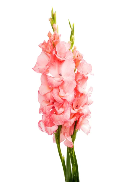 Gladiolus blommor — Stockfoto