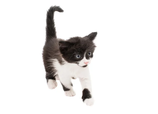 Black and white cat — Stock Photo, Image