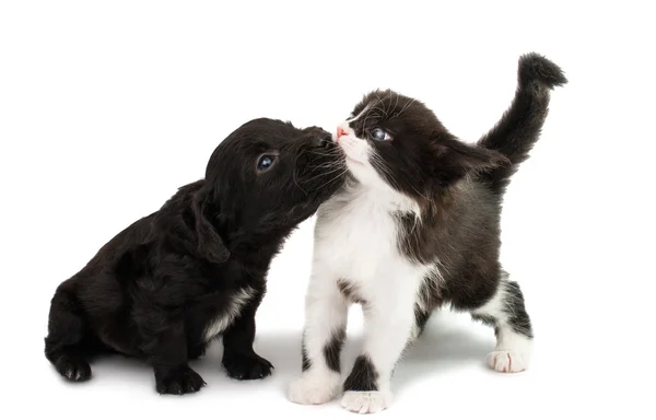 Gato blanco y negro con cachorro — Foto de Stock