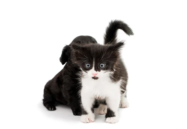 Siyah ve beyaz kedi ile köpek yavrusu — Stok fotoğraf