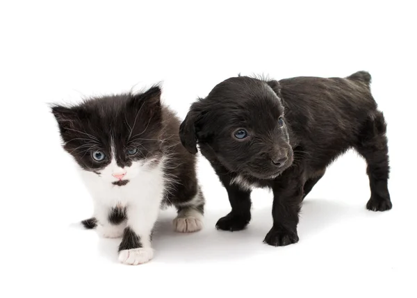 Black and white cat with puppy — Stock Photo, Image