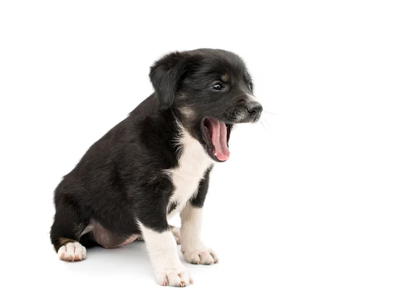 Adorable cachorro —  Fotos de Stock