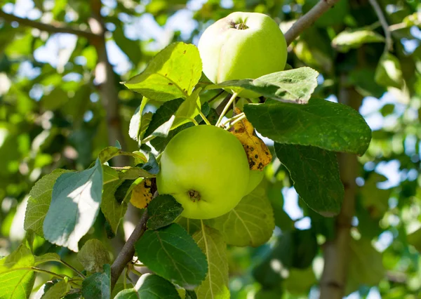 Apples growing — Stock Photo, Image