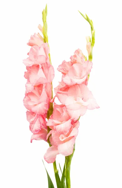 Gladiolus blommor — Stockfoto