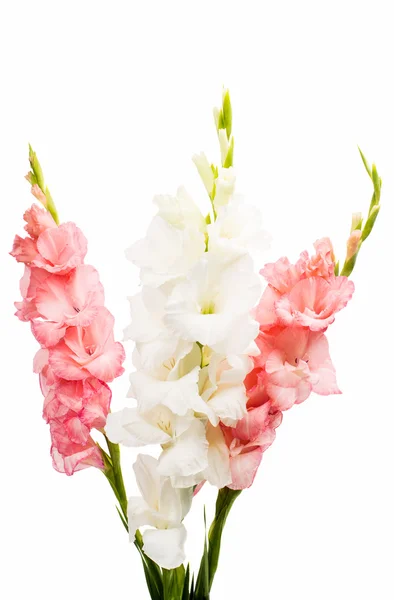 Flores de gladiolo — Foto de Stock