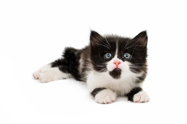 Little kitten — Stock Photo, Image