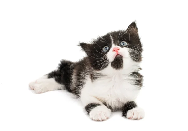 動物の赤ちゃん子猫 — ストック写真