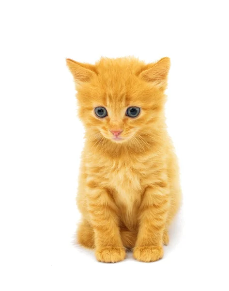 Little kitten — Stock Photo, Image