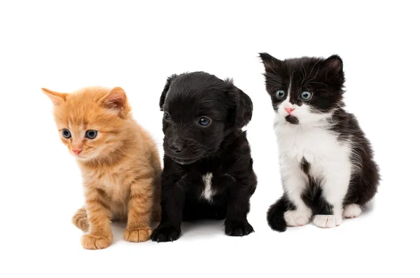 Kleine katjes en puppy — Stockfoto