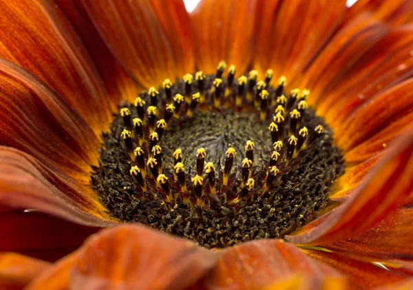 Gerbera-Blüte — Stockfoto