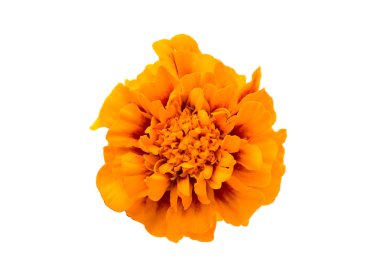 Ringelblume-Knospe