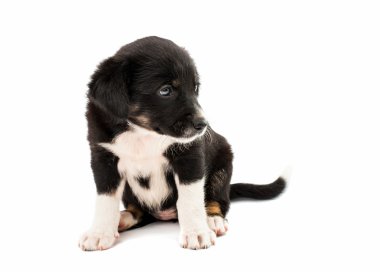 sevimli köpek yavrusu
