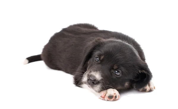 Cachorrinho adorável — Fotografia de Stock