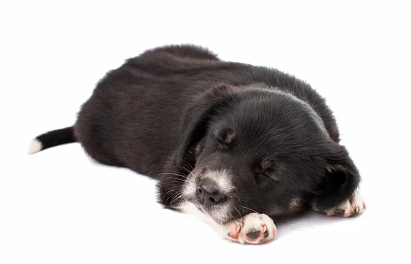 Adorable puppy — Stock Photo, Image