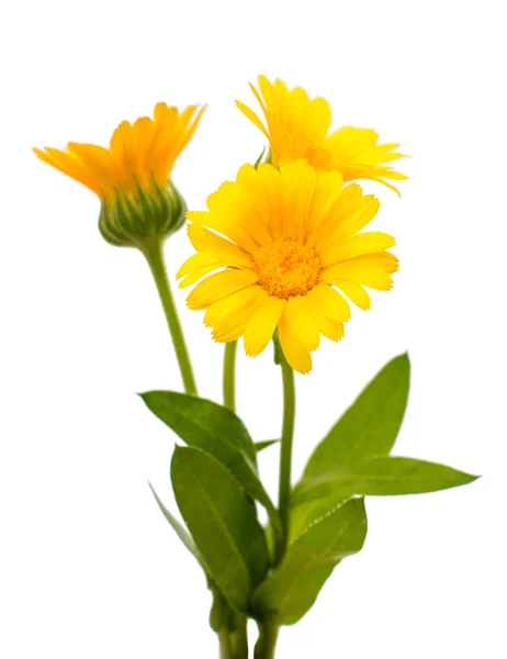 Yellow flowers — Stock Photo, Image