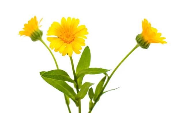 Gelbe Blüten — Stockfoto