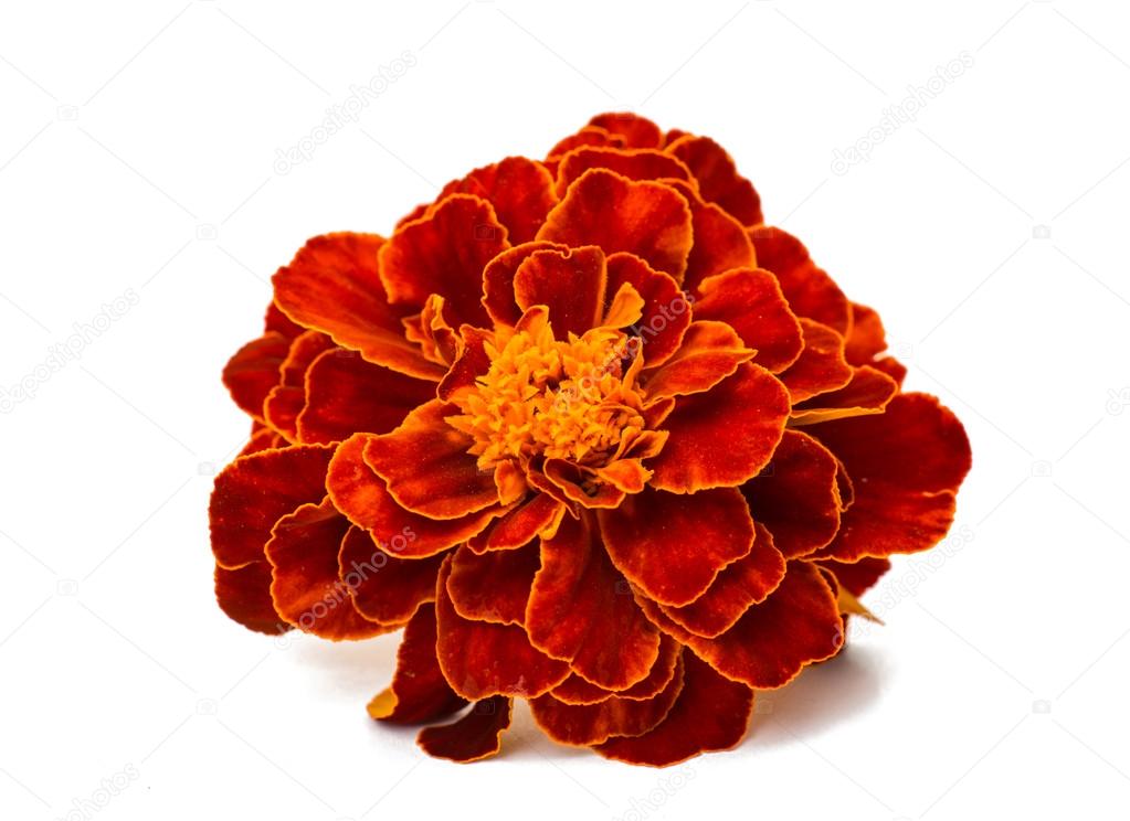 Marigold bud — Stock Photo © ksena32 50852455