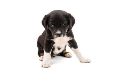 sevimli köpek yavrusu