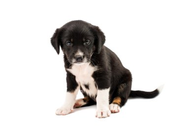 sevimli köpek yavrusu