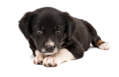 sevimli köpek yavrusu