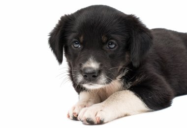 sevimli köpek yavrusu
