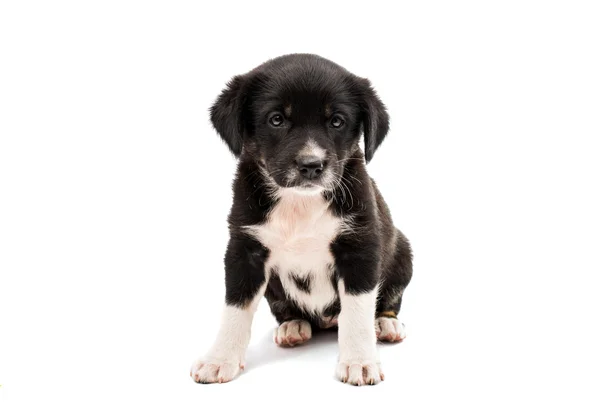 Adorable puppy — Stockfoto