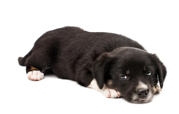 Cachorrinho adorável — Fotografia de Stock