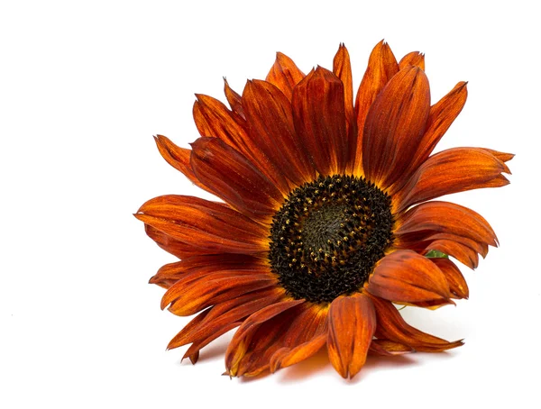 Gerbera fiore — Foto Stock