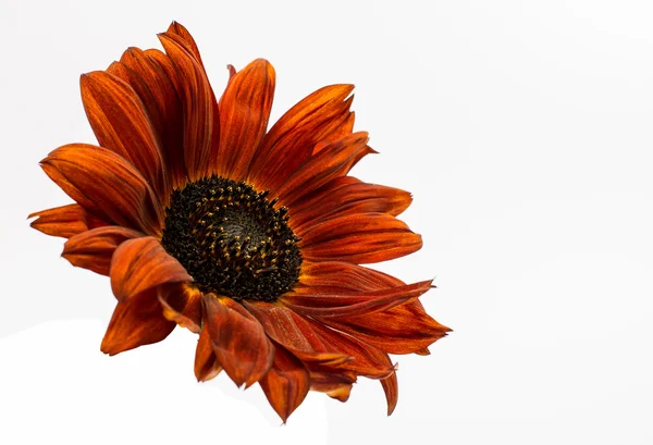 Gerbera fiore — Foto Stock