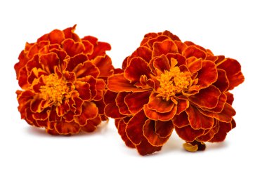Marigold çiçek
