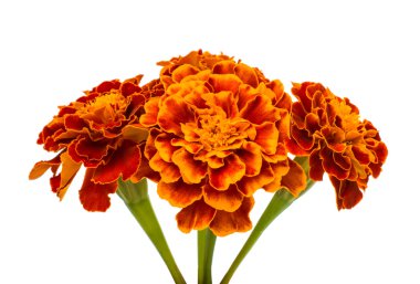 Marigold çiçek