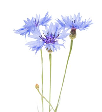 knapweed çiçek