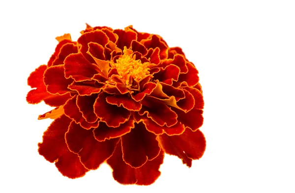 Marigold flower — Stock Photo, Image