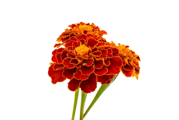 Marigold flowers — Stock Photo, Image