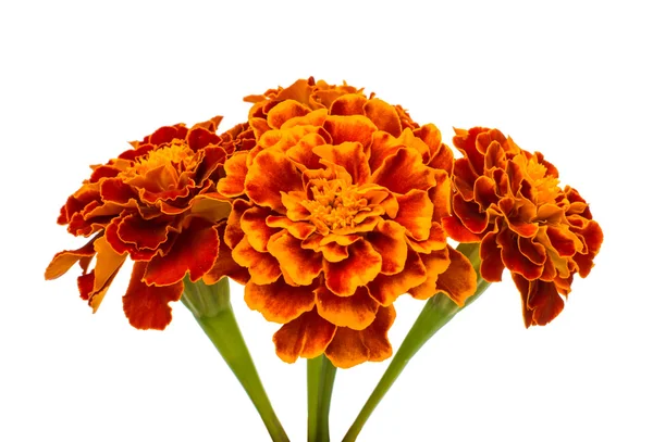 Marigold flowers — Stock Photo, Image