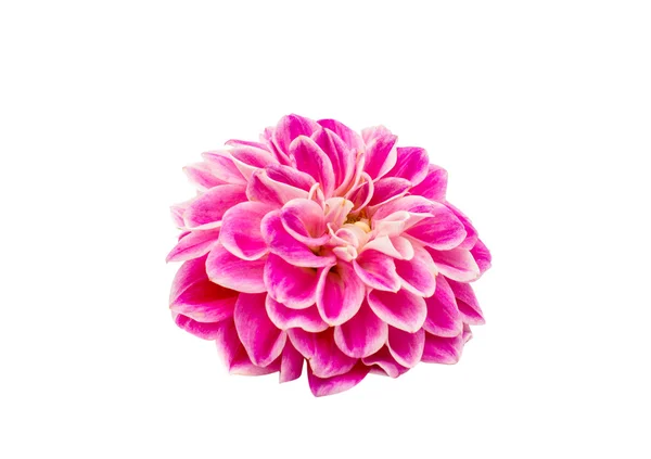 Rosa krysantemum — Stockfoto