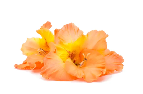 Gladiolus blommor — Stockfoto