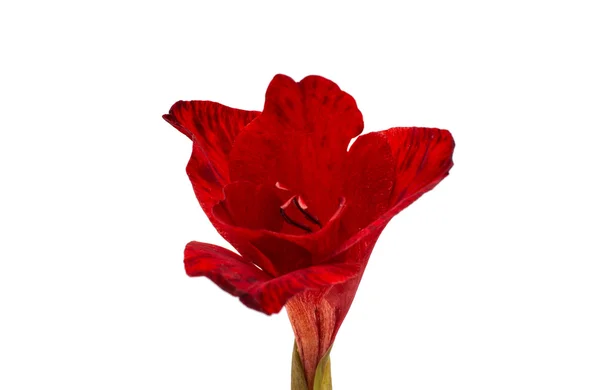 Flor de gladiolo rojo — Foto de Stock