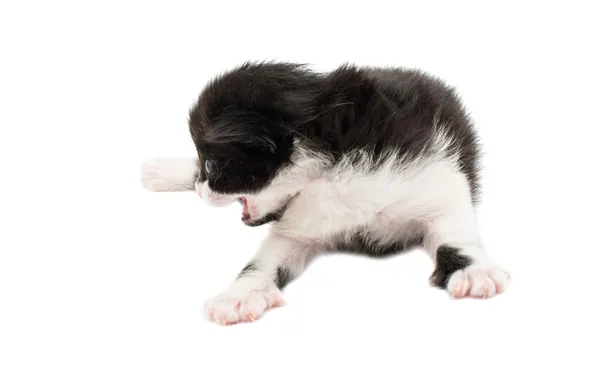 Little baby kitten — Stock Photo, Image