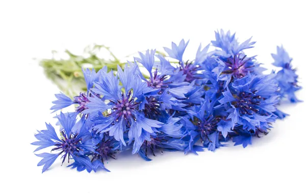 Knapweed virágok — Stock Fotó