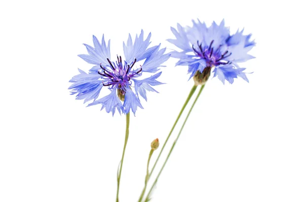 Knapweed flowers — Stock Photo, Image