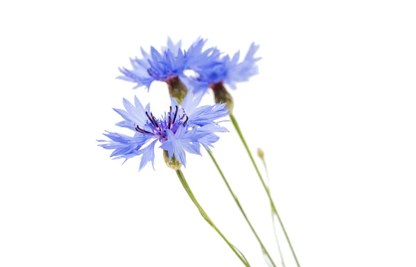 Flores de Knapweed — Foto de Stock