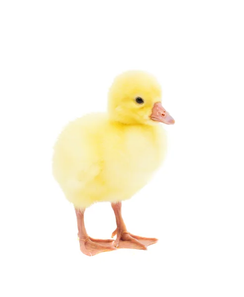 Cute  little gosling — Stock Photo, Image