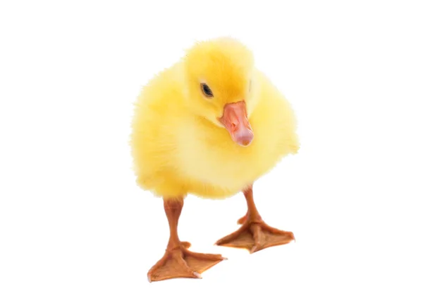 Cute  little gosling — Stock Photo, Image