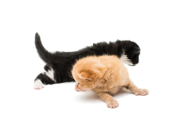 Dois gatinhos bonitos Imagem De Stock
