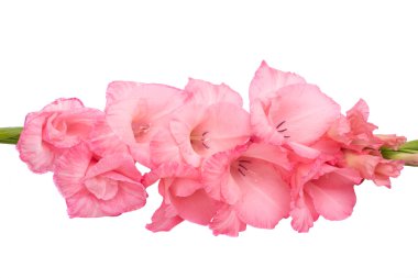 pembe glayöl