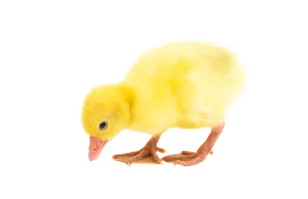 Cute  little gosling — Stock Photo, Image