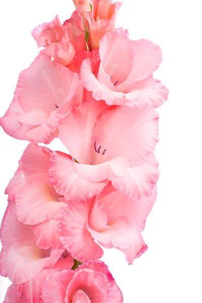 Gladíolo rosa — Fotografia de Stock